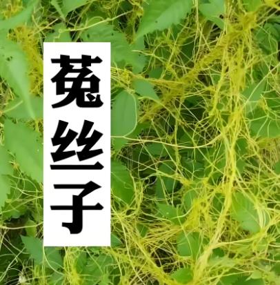 菟絲子檢測