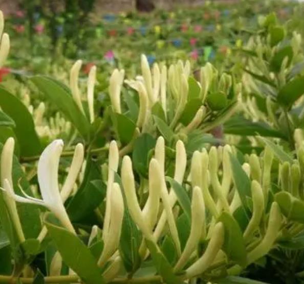金銀花檢測(cè)