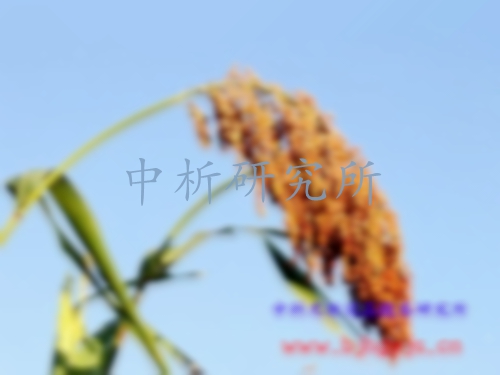 高粱檢測