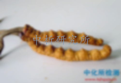蟲草檢測