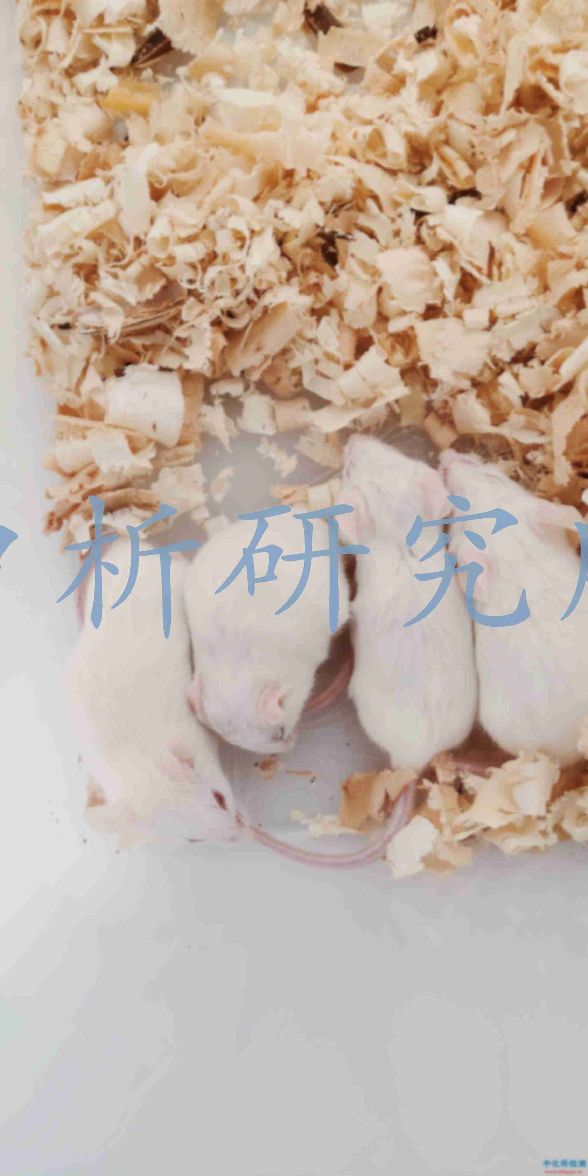 皮膚刺激性試驗(yàn)