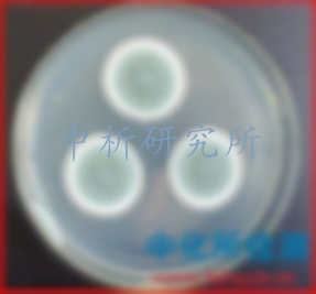 菌株檢測