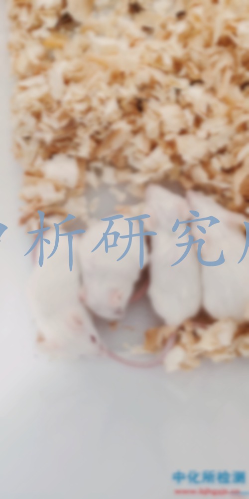 皮膚刺激試驗(yàn)