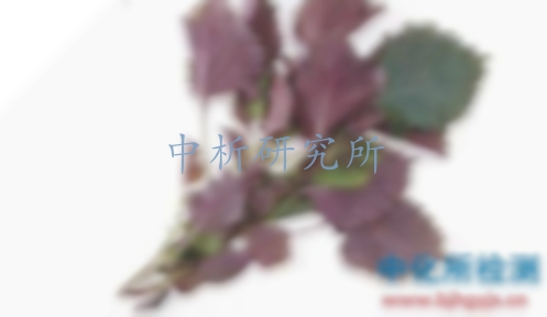 紫蘇檢測