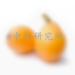 枇杷檢測(cè)