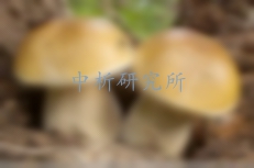 牛肝菌檢測