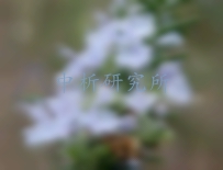 迷迭香檢測(cè)