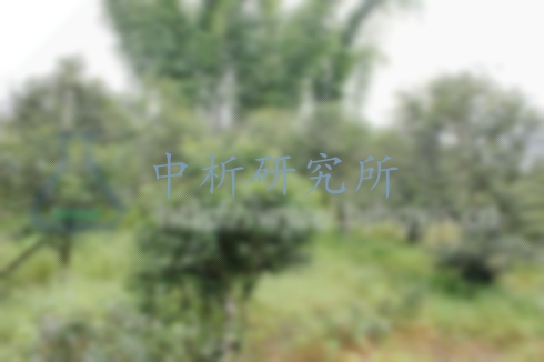 古樹茶檢測圖3