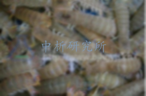 皮皮蝦檢測