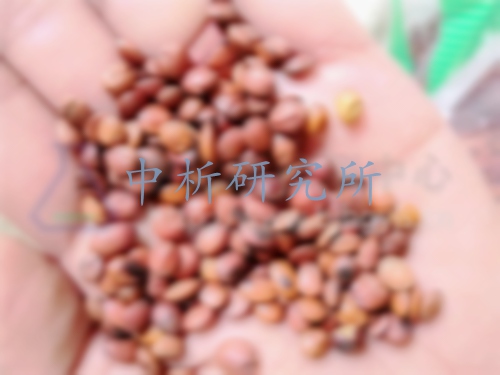 酸棗檢測(cè)