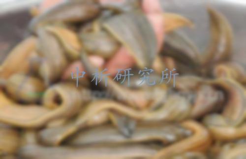 水蛭檢測